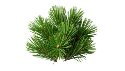 Pine branches close up isolated on transparent background