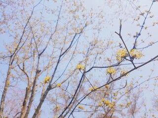 yellow flowers on a branch