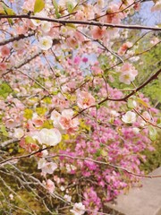pink cherry blossom in spring