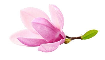Obraz premium Pink magnolia flower isolated on transparent background
