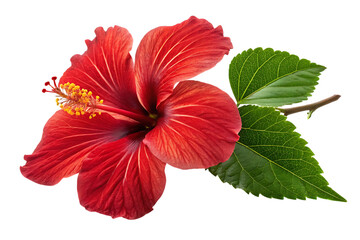 Vibrant red hibiscus flower crimson petals yellow stamen green leaves image