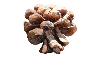 pine cone on white background