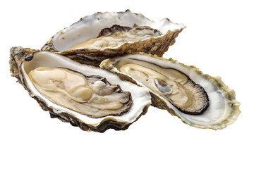 Fresh oysters opened glistening seafood delicacy image