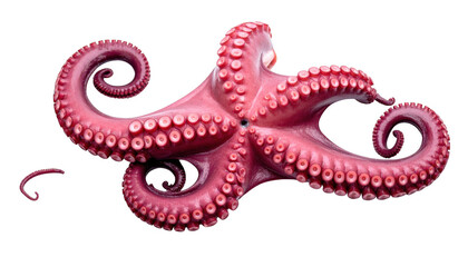 Obraz premium Pink octopus tentacles isolated on transparent background