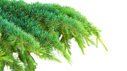  Branch of Fir Tree with Copy Text Space. Evergreen Needle Element for Holiday Designs, Forest...