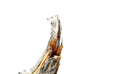  Dead Tree Log or Bud with Copy Text Space. Rustic Natural Element for Forest Designs, Ecological...