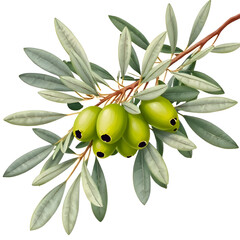 Olive Branch with Leaves and Fruit – Fresh Green Olives Isolated on White Background

