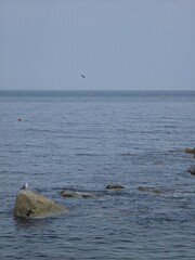 Peaceful natural landscape, sky and sea forming horizon, sea birds, seagulls, calm and beautiful seascape background, Yeongdeok sea, South Korea - 평화로운 자연 풍경, 하늘, 바다, 갈매기, 고요하고 아름다운 바다, 영덕, 한국