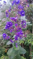 Pleroma heteromallum flower