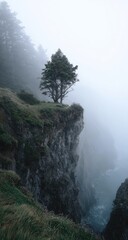 Misty cliff, lone tree