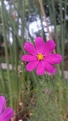 pink cosmos flower
