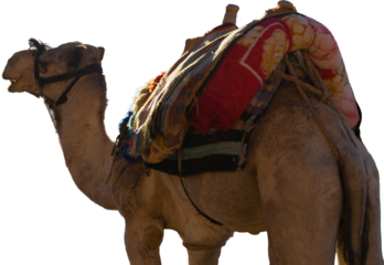 Dromedar camel in the background sands of hot desert, Egypt, Sinai