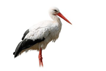 Obraz premium Majestic white stork bird isolated on transparent background PNG cutout ready