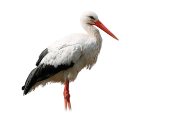 Majestic white stork bird isolated on transparent background PNG cutout ready