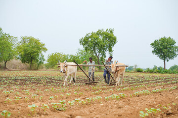 man working with bullock at agriculture field