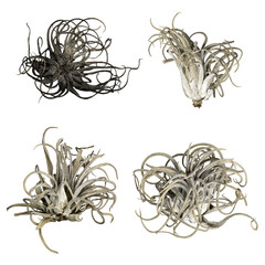 Images of dried succulents of various shapes taken from multiple angles, with transparency for easy...
