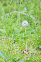Dandelion seeds found on a grassy lawn.