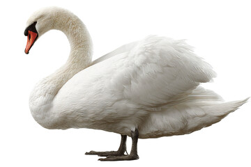 Fototapeta premium Graceful swan isolated on transparent background in high resolution PNG format for seamless cutout and digital design projects