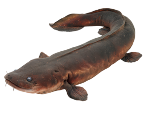 Electric eel Amazon basin fish aquatic animal elongated body brown skin freshwater species isolated on white unique appearance predatory fascinating creature