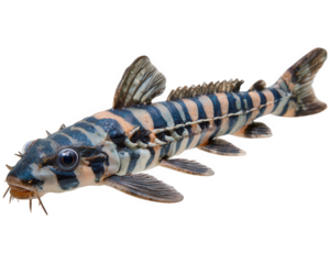Zebra striped armored catfish with elongated body, spiny fins, and whisker like barbels, isolated on transparency background, Amazon river native, unique aquatic pattern