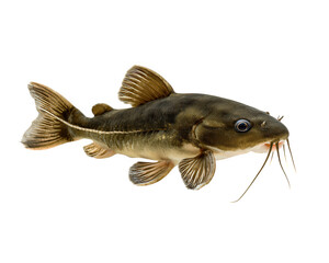 Fototapeta premium Banjo catfish with unusual body shape, brown and cream coloration, long whiskers, aquatic animal, freshwater fish, isolated on transparency background, unique appearance