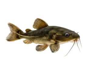 Banjo catfish with unusual body shape, brown and cream coloration, long whiskers, aquatic animal, freshwater fish, isolated on transparency background, unique appearance