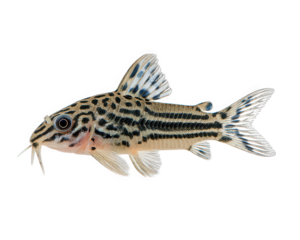 Corydoras catfish freshwater fish isolated riverbed patterned aquarium small tropical peaceful aquatic animal detailed fins natural color hobby pet whiskers calm unique markings fin scale dorsal