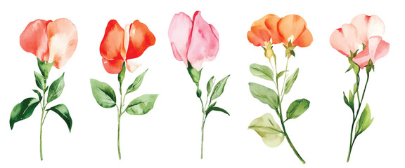 Wild Field flowers Watercolor illustration Botanical collection of garden plants. Set different wild flowers, branches, herbs and leaves for bouquets and other natural elements for cards and invintati