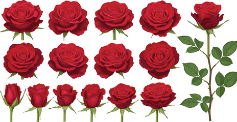 Red rose flower collection with green leaves, romantic botanical illustration set, detailed realistic rose buds and blossoms, floral clipart vector