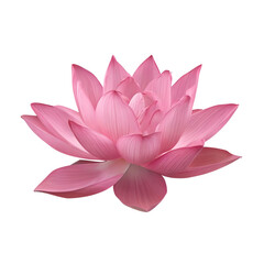 pink lotus flower isolated on white transparent background