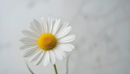 Close-Up Chamomile Flower with White Petals on Clean White Background