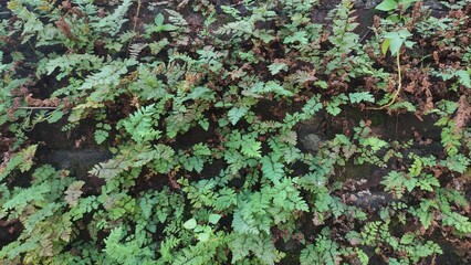 Full frame shot of moss growing on the wall, Full Frame Shot of Fresh Moss. High angle view of leaves on the tree, high quality photo