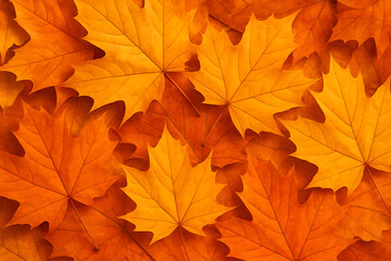 Fototapeta premium Fall foliage background autumn leaves texture maple leaf season orange