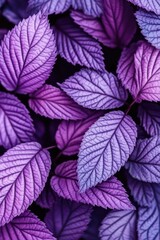 Obraz premium Close-up vibrant purple leaves (8)