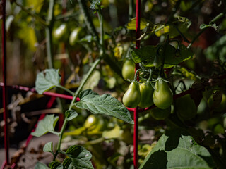 Close-up of Unripe Green Plum Tomatoes Growing on a Vine in a Garden Cage