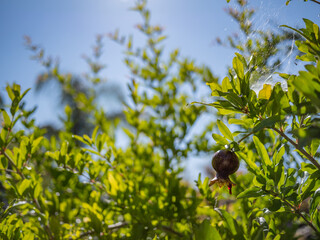 Young Pomegranate Fruit Growing on a Tree in Bright Summer Sun