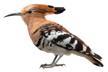 Hoopoe bird isolated on transparent background in high resolution PNG for digital cutout and design projects