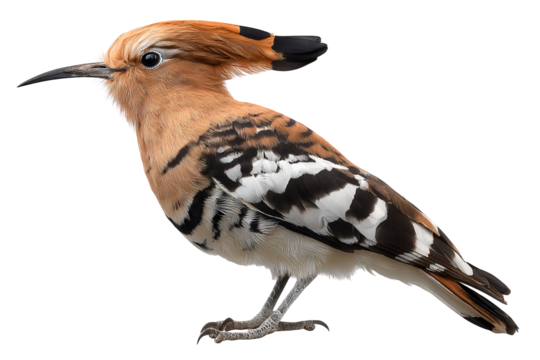 Hoopoe bird isolated on transparent background in high resolution PNG for digital cutout and design projects - Powered by Adobe