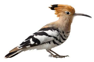 Hoopoe bird isolated on transparent background in high resolution PNG for digital cutout and design projects