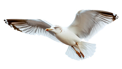 Majestic Seagull in Flight, Isolated on Transparent PNG