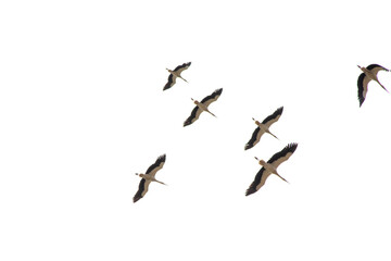 Storks (Ciconia ciconia) flying on white sky background. Bird, animal idea concept. A flock of...
