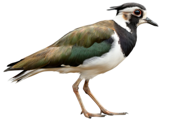 Lapwing bird isolated on transparent background in high resolution PNG style for easy cutout and design use