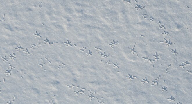 Bird tracks imprinted on fresh white snow with subtle shadows forming multiple paths across the surface
