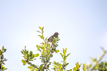 Alone Corn Bunting. Ornithology. Corn Bunting (Emberiza calandra) perched on tree branch on blue sky background. Bird, animal idea concept. Copy space, blank, empty.	
