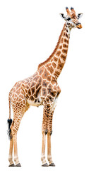 Naklejka premium Young Giraffe, Isolated on Transparent PNG, Wildlife, African Safari, Detailed Texture
