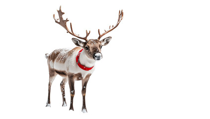 Snowy Reindeer with Red Collar, Isolated on Transparent PNG, Festive Christmas Design