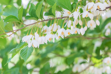 The Japanese snowbell flower hangs delicately from thin branches, resembling tiny white bells. Warm...