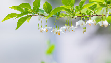 The Japanese snowbell flower hangs delicately from thin branches, resembling tiny white bells. Warm...