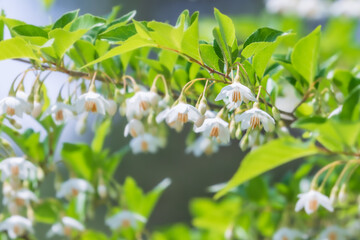 The Japanese snowbell flower hangs delicately from thin branches, resembling tiny white bells. Warm sunshine - Styrax japonicus, Snowbell tree