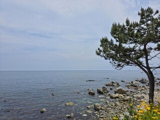 Peaceful natural landscape, trees growing on the shore, pine trees and calm seascape background, Yeongdeok sea, South Korea - 평화로운 자연 풍경, 해안가에 자라는 나무, 해송과 고요한 바다 풍경 배경, 영덕, 한국